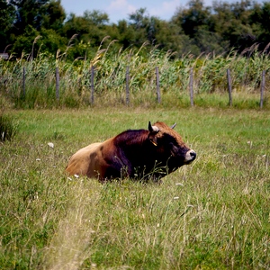 Taureau couché au milieu d'un pré - France  - collection de photos clin d'oeil, catégorie animaux